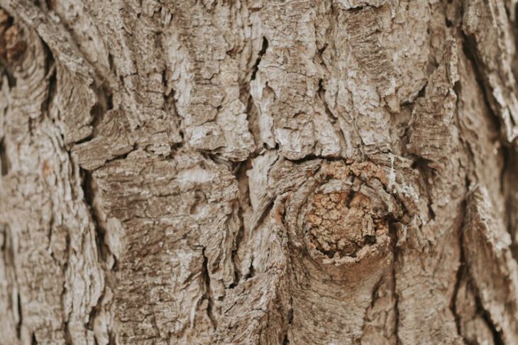 白蟻的驚人生態：你絕對不知道的白蟻小知識